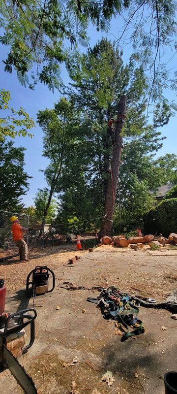 Tree removal: Arborist in a tall tree, another on the ground pulling ropes. Sawdust, logs, equipment on the ground.