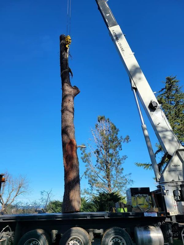 A large crane lifts a tall, cut tree trunk onto a flatbed truck against a blue sky.