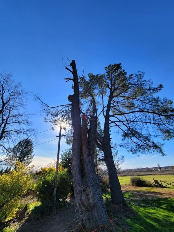 A tall tree trunk with exposed wood and broken limbs against a bright blue sky.