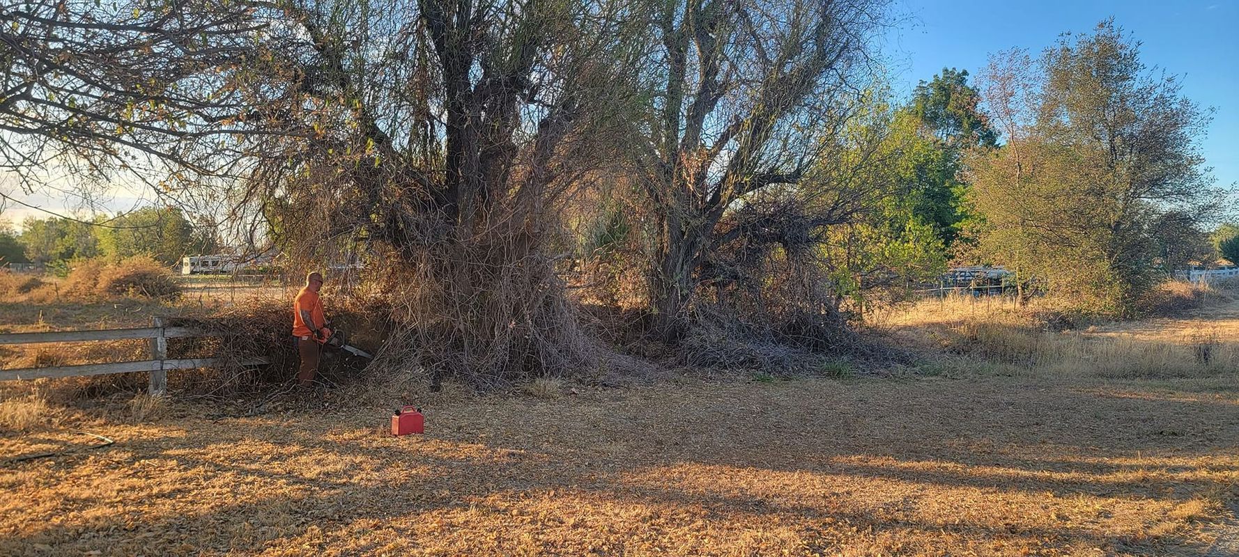 Person in orange shirt near leafless trees and fence on a sunny day.