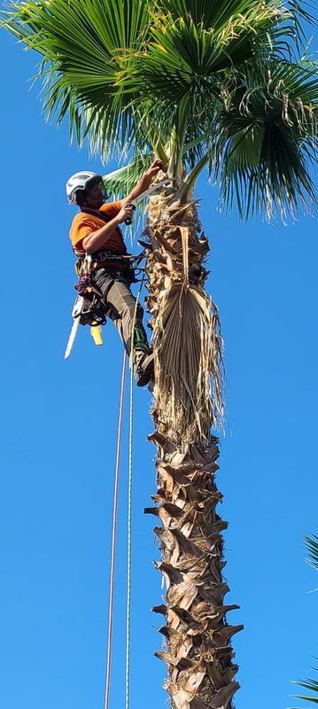 A person in safety gear is trimming a palm tree against a clear blue sky.