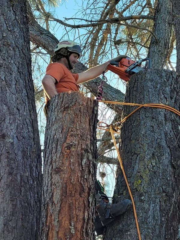 Person using a chainsaw to trim a tree from an elevated position, wearing safety gear. Outdoors, sunny.