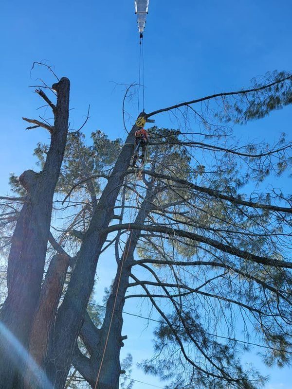 Arborist trimming a tall tree with a crane. Blue sky background.