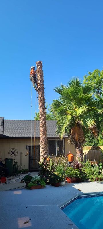 Arborist atop a tall palm tree, cutting branches with rope. Blue sky, house, pool in background.