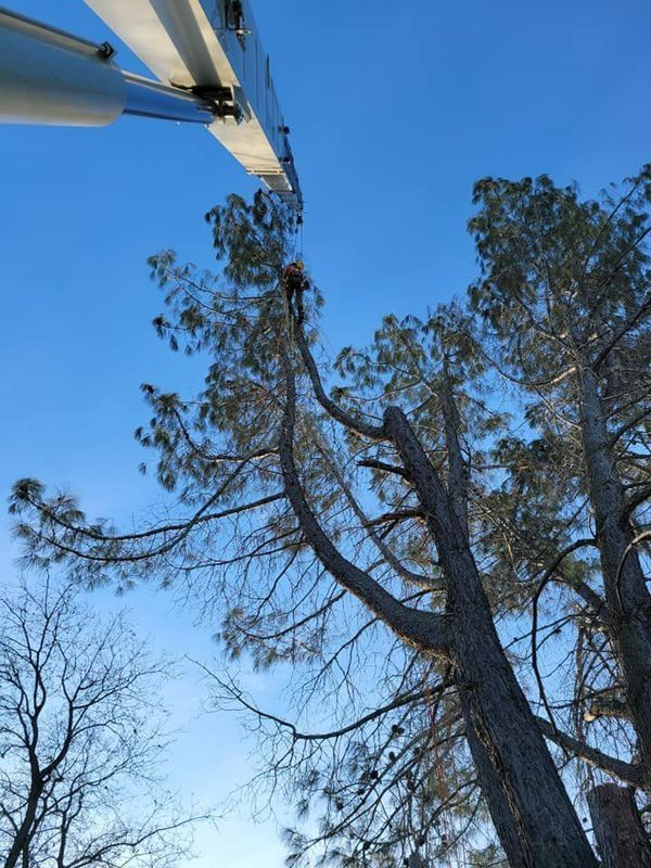 Arborist on a tree branch, using an aerial lift. Clear blue sky.