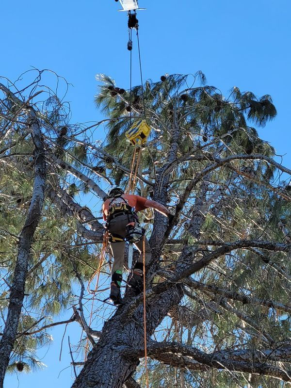 Arborist in a tall tree, using a pulley system for branch removal on a sunny day.