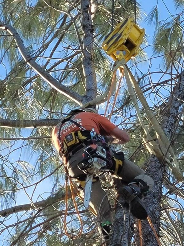 Arborist in orange shirt secured with safety harness, cutting a tree branch. A yellow pulley hangs above.