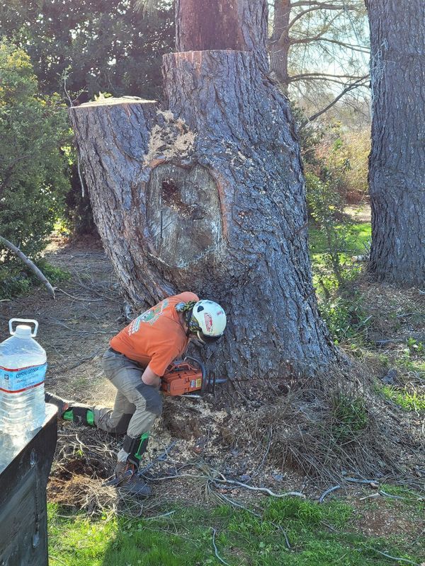 Arborist wearing safety gear cutting into a large tree trunk with a chainsaw outdoors; water bottle on a black surface.