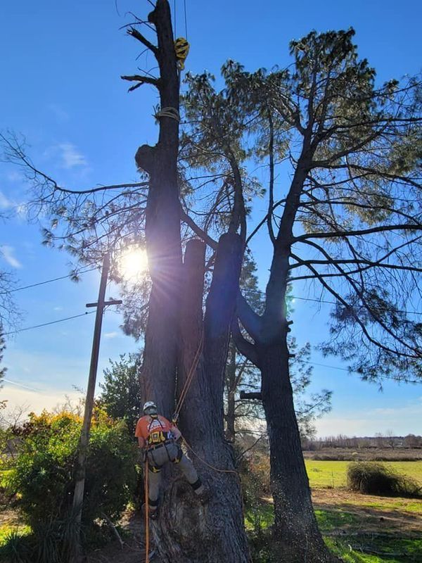 Arborist climbing a tall tree on a sunny day. He wears safety gear, cutting limbs near power lines.