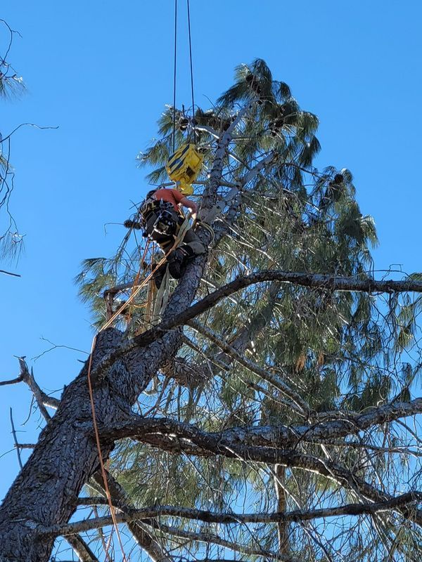 Tree climber using ropes and a pulley system to trim branches from a tall tree under a clear blue sky.