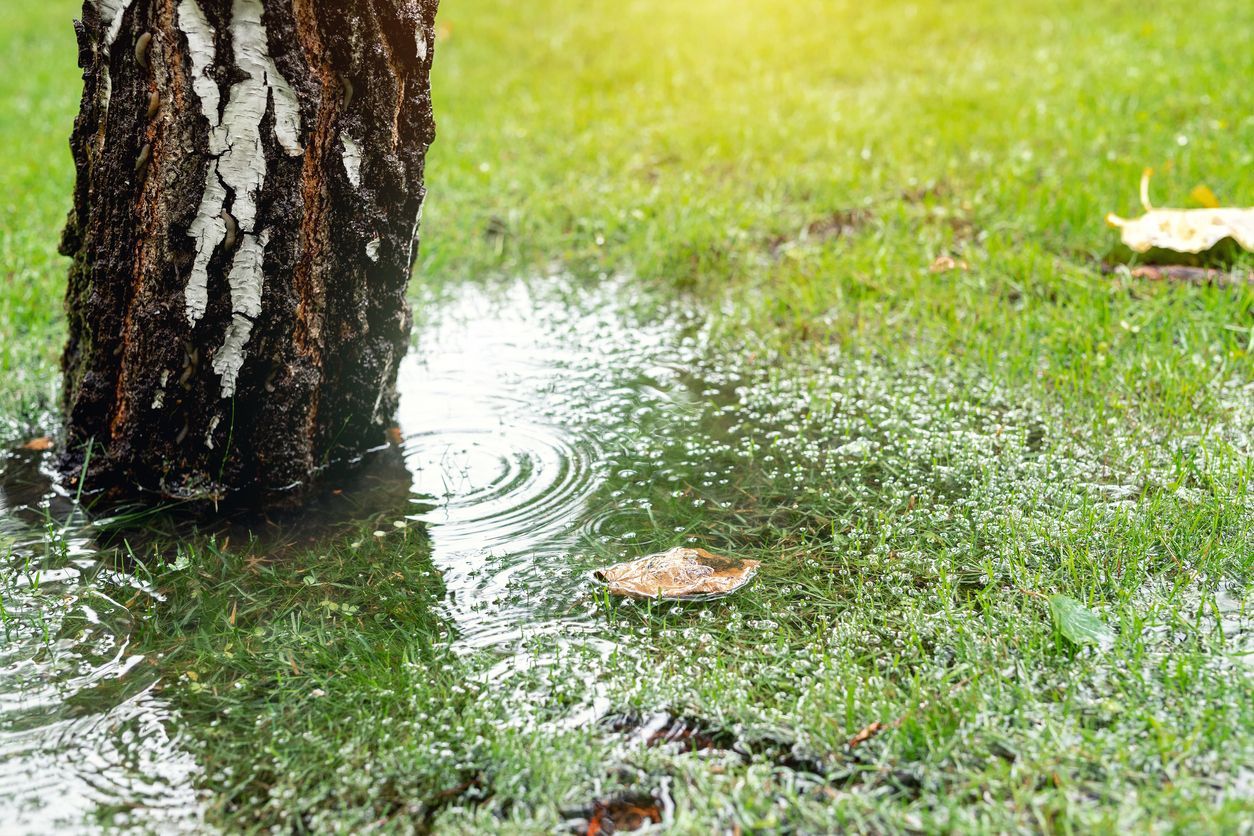 Tree trunk beside puddled grass after rain