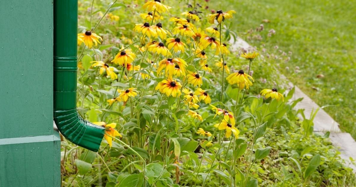 Green downspout next to a bed of yellow black-eyed susan flowers and green grass.