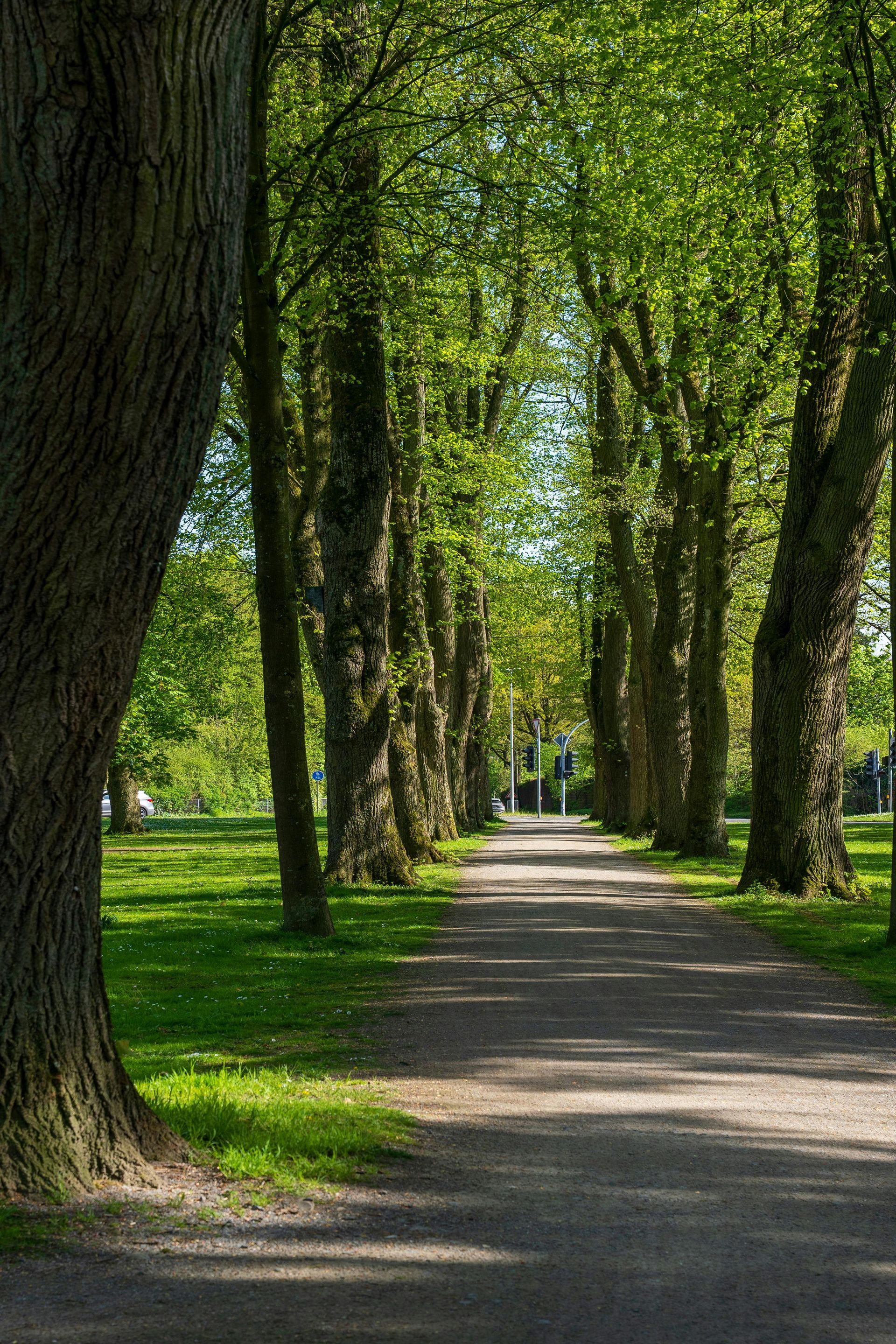A path lined with trees in a park on a sunny day.