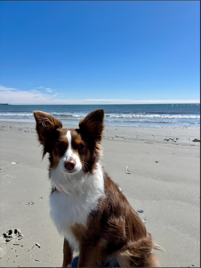 Pet of the month at Mr. Derby