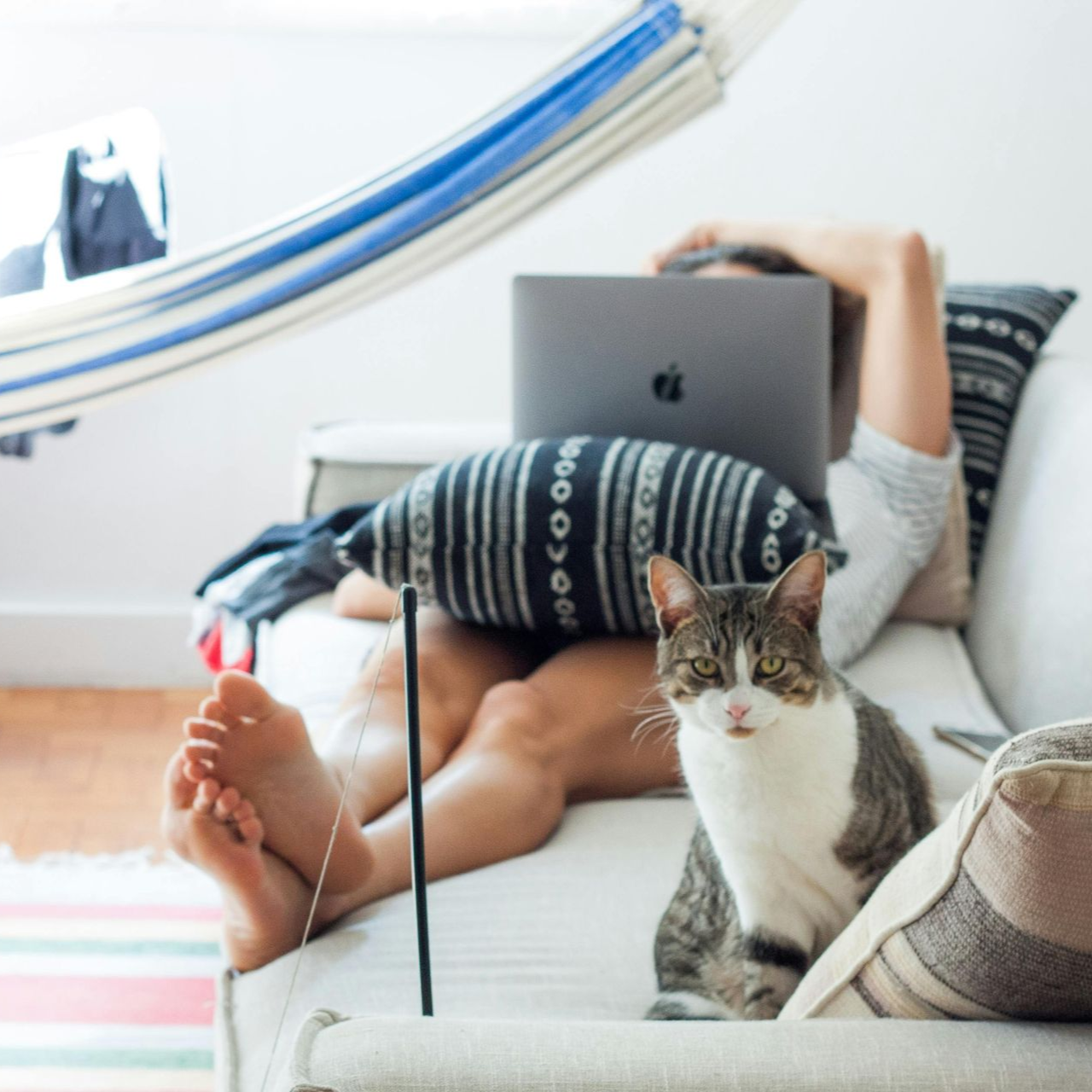 Person using laptop on couch with cat. Blue and white hammock in the background.