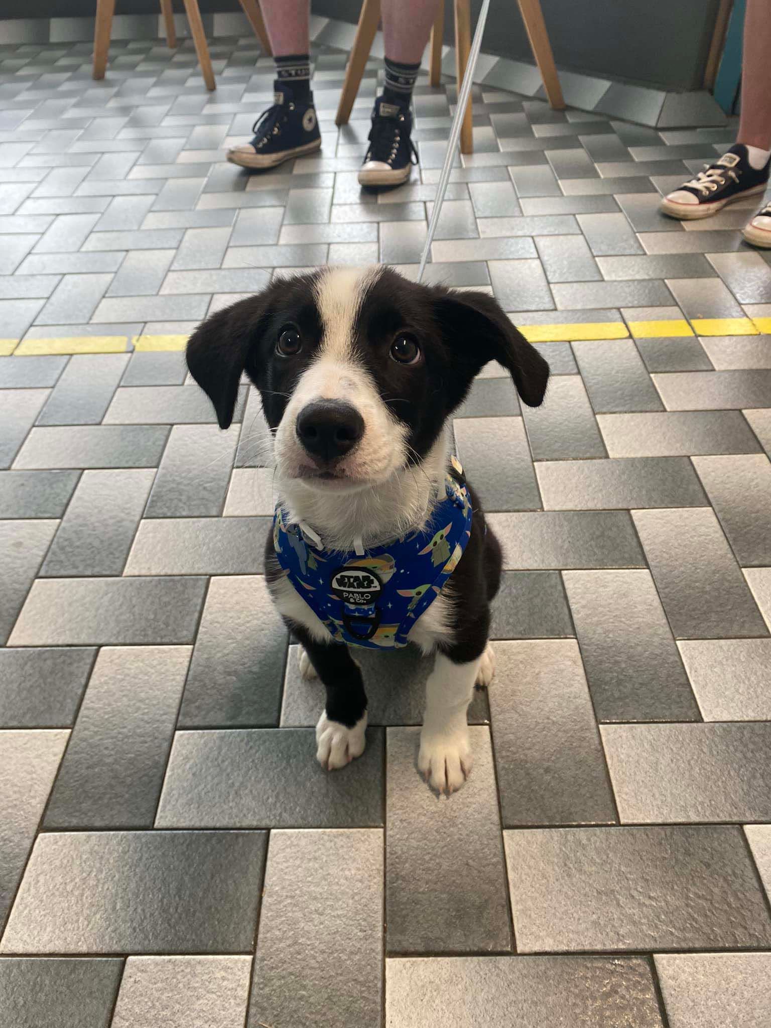 Welcoming Dog — Raymond Terrace, NSW — My Vets