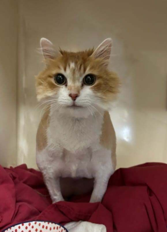 Cute Cat — Raymond Terrace, NSW — My Vets