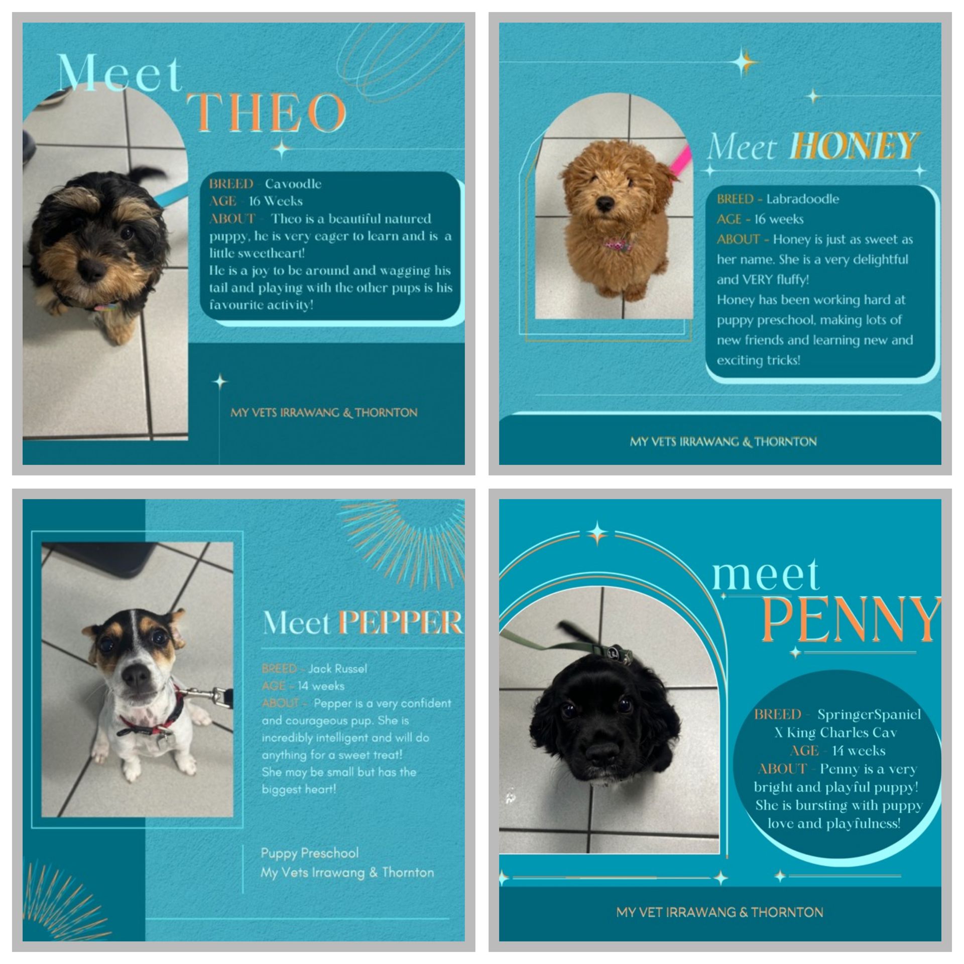 A collage of four pictures of dogs with the words meet theo meet honey meet pepper meet penny A collage of four pictures of a dog with a sign that says i graduated  | Raymond Terrace, NSW | My Vets