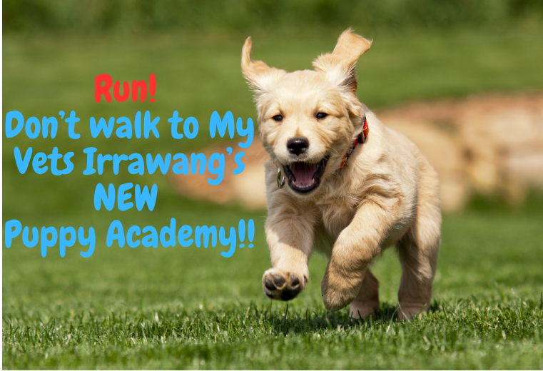 A puppy is running in the grass with the words run don t walk to my vets irrawang 's new puppy academy