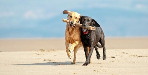 Two Dogs — Raymond Terrace, NSW — My Vets