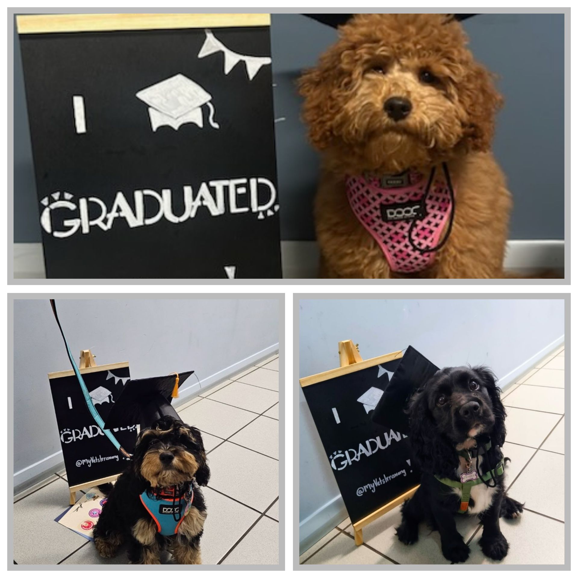 A collage of four pictures of a dog with a sign that says i graduated