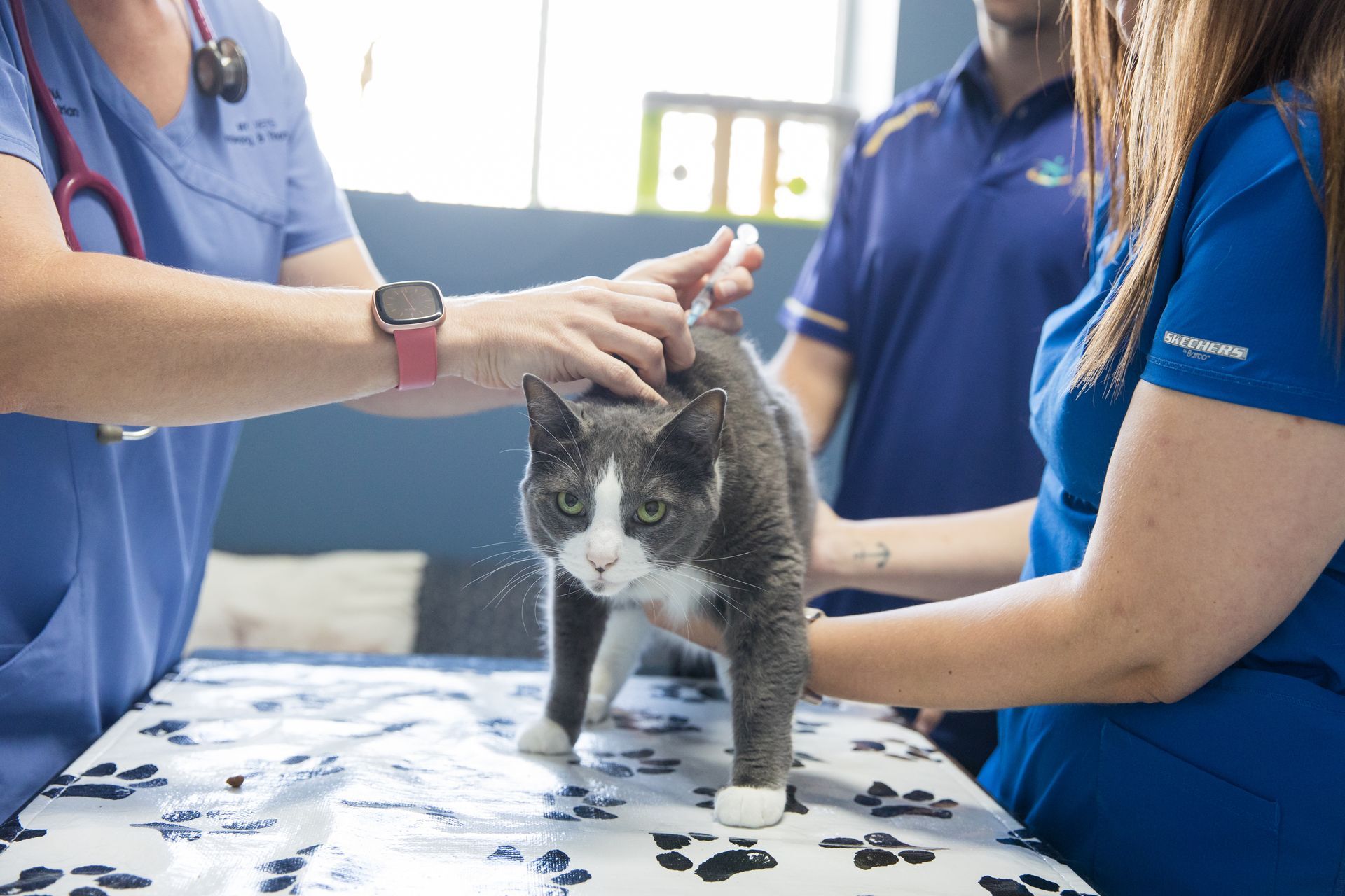 Cats At Risk — Raymond Terrace, NSW — My Vets