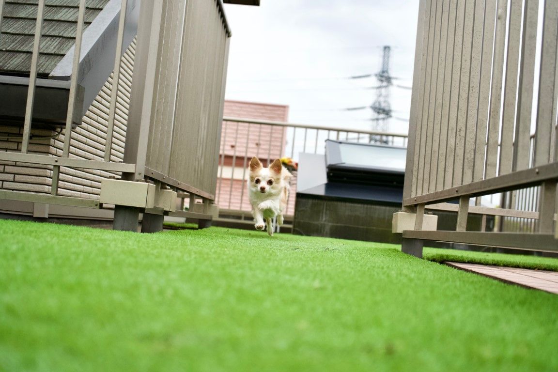 An image of Pet Turf in Thornton CO