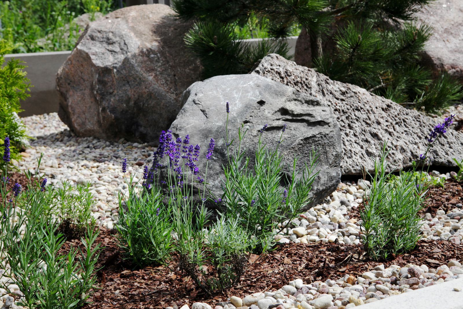 Rock garden with large boulders, white gravel, green shrubs, and purple flowers