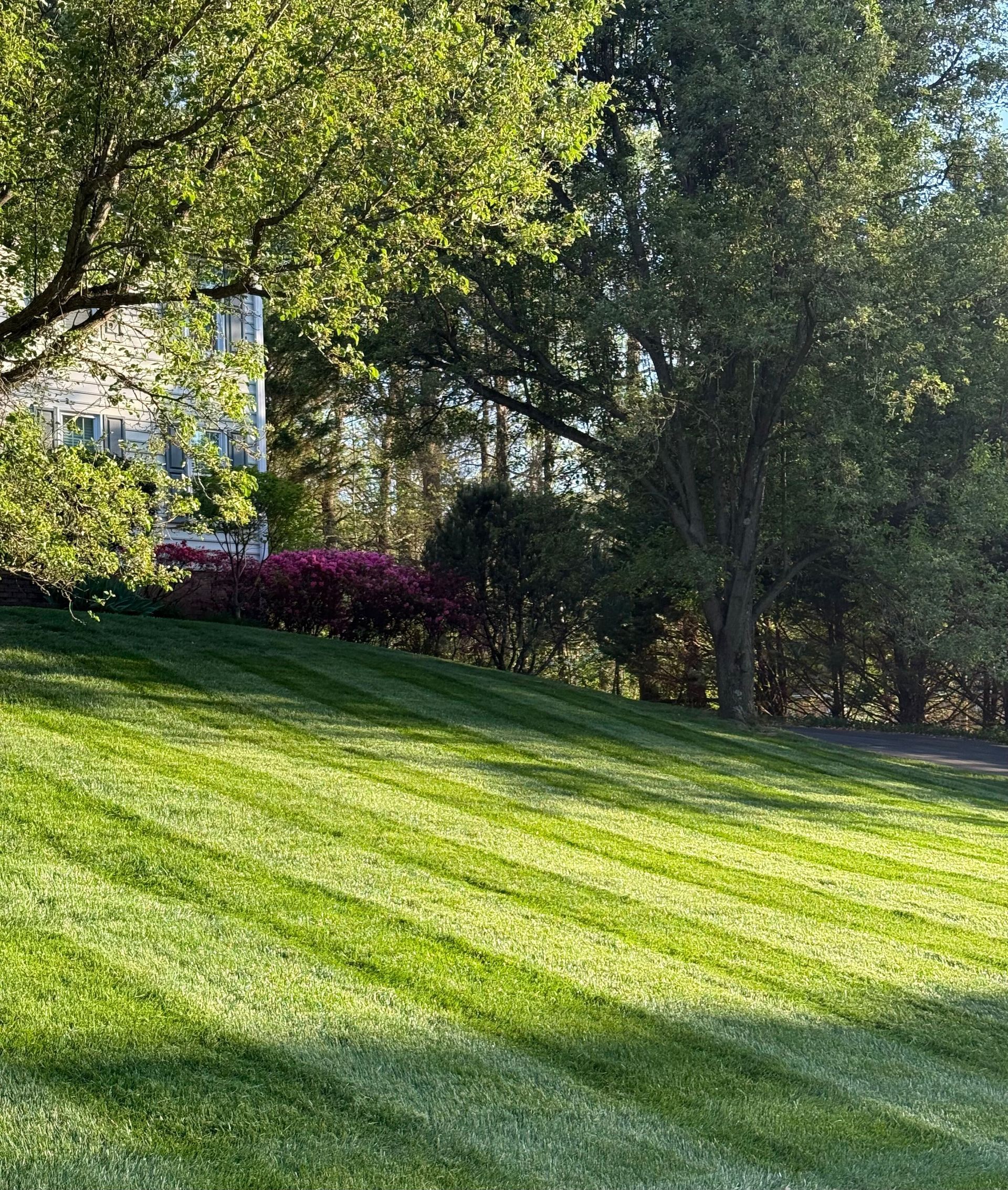 Sunlit grassy slope with trees and a bed of pink flowers in a wooded garden