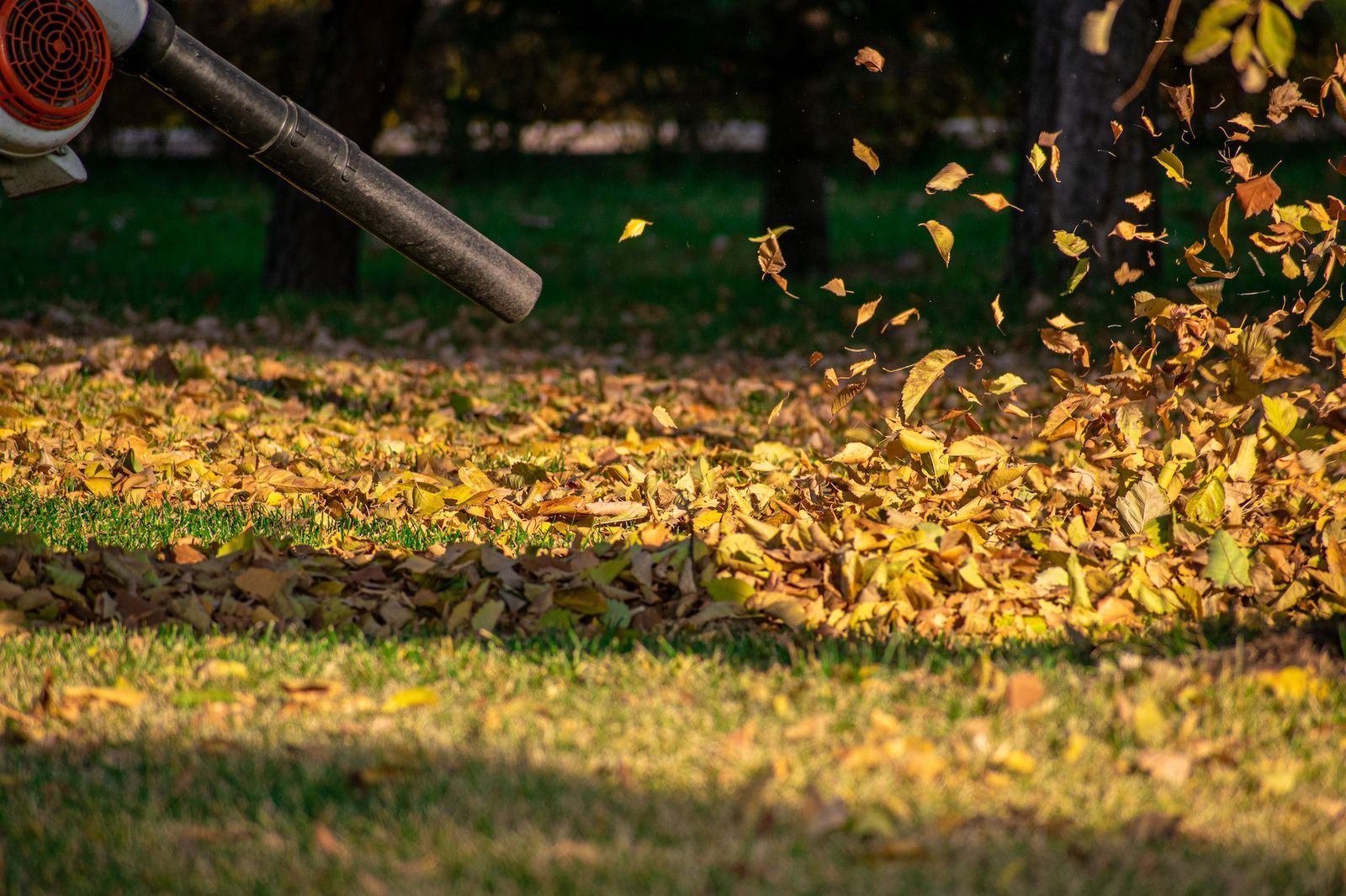 Leaf blower blowing yellow leaves across a grassy yard in autumn