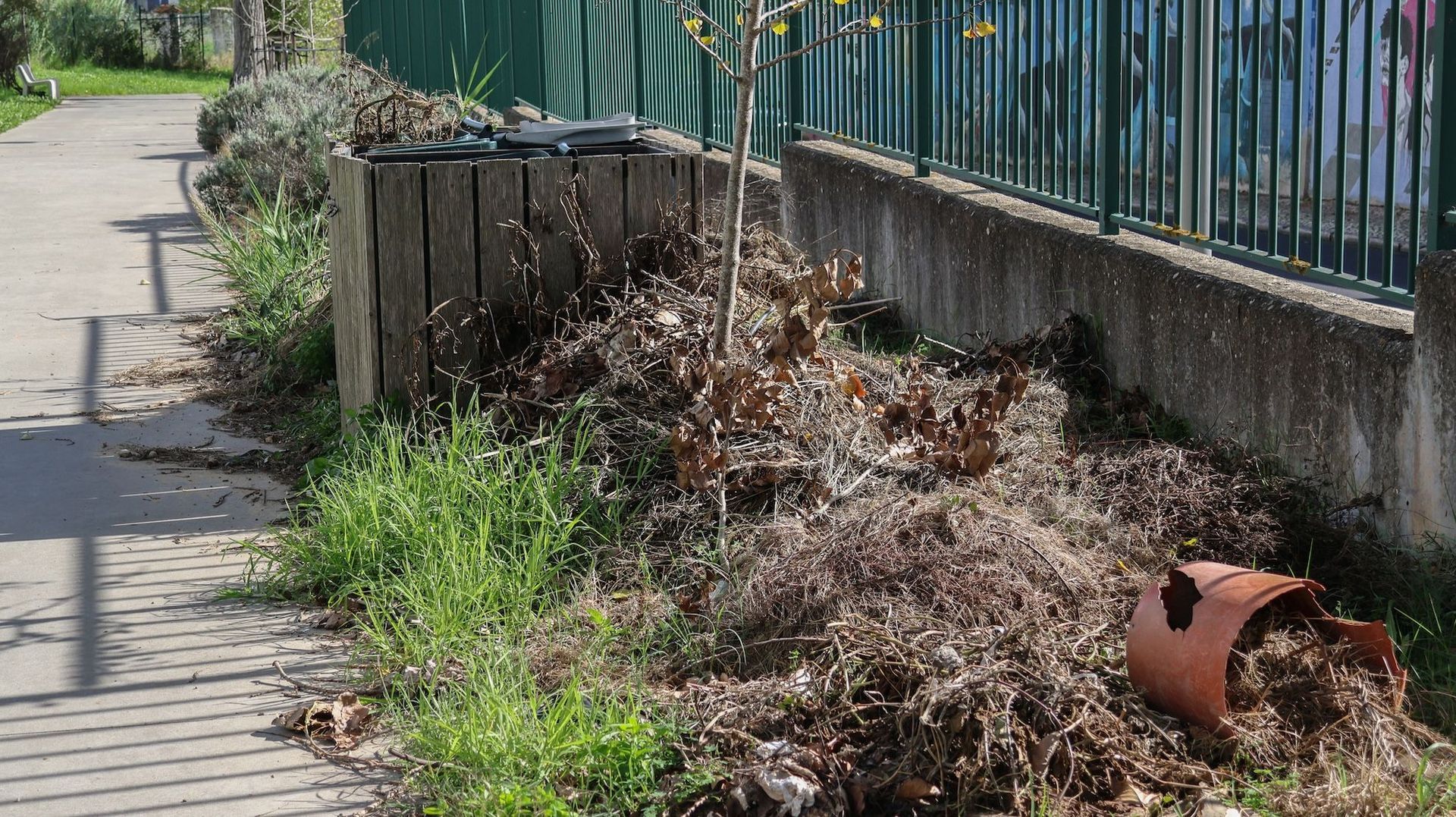 Overgrown sidewalk beside a fence with piles of weeds, debris, and a broken terracotta pot
