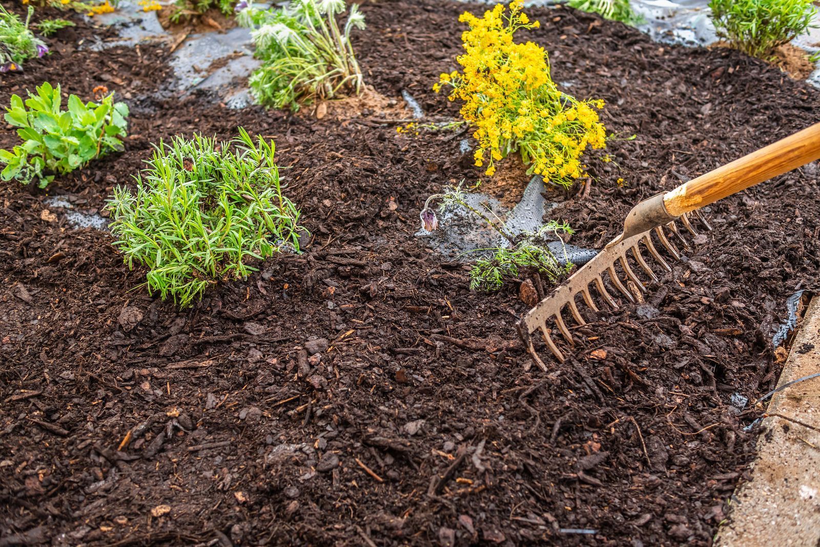 Garden bed being mulched with a rake next to small green and yellow plants.