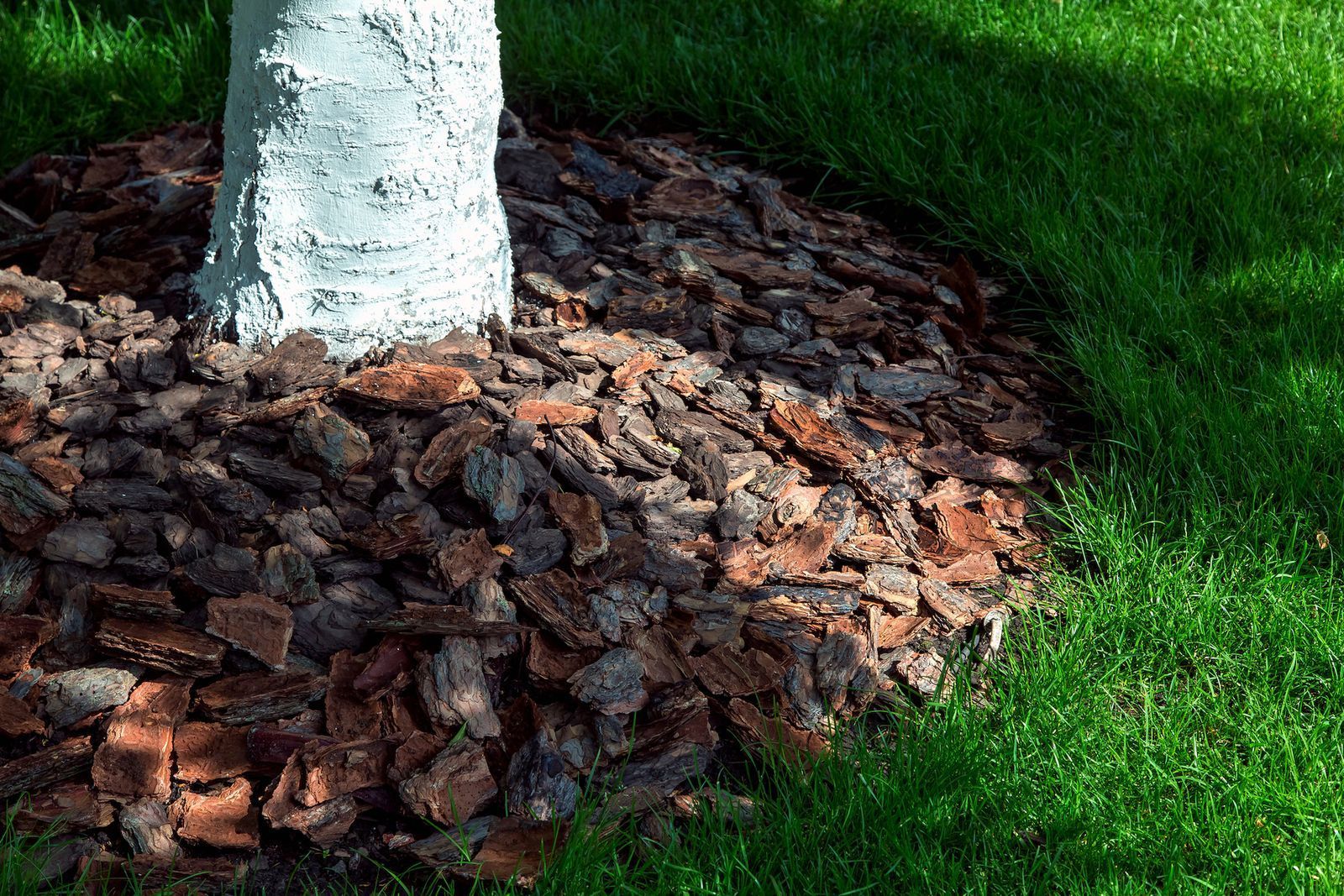 Mulched tree base surrounded by green grass, with a white trunk and reddish bark chips