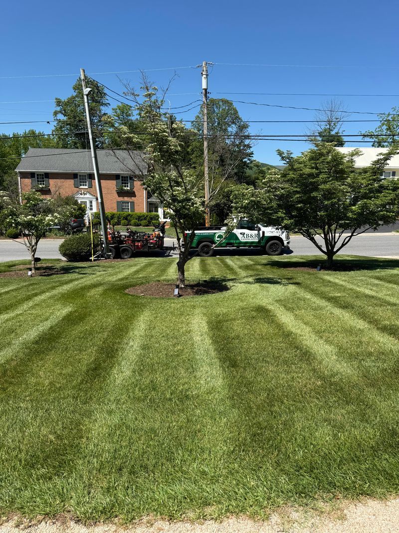 Freshly mowed grassy yard with a small tree, houses, and a green utility truck across the street