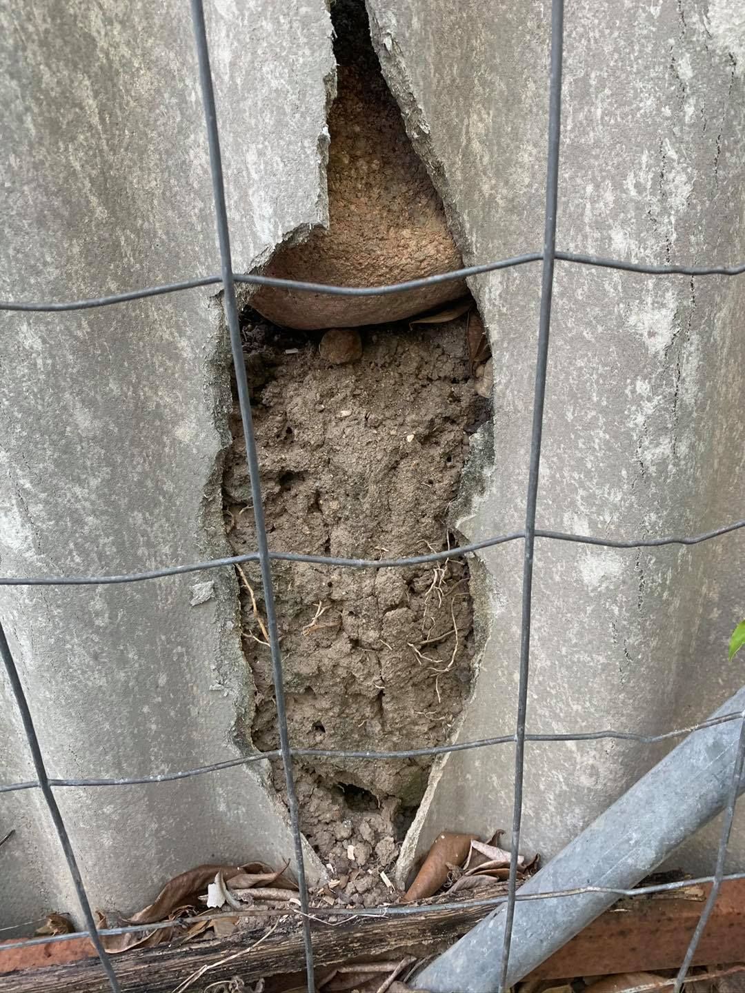 Hole in a corrugated fence reveals a mud nest, possibly a wasp or bird's, nestled within the wall's cavity.