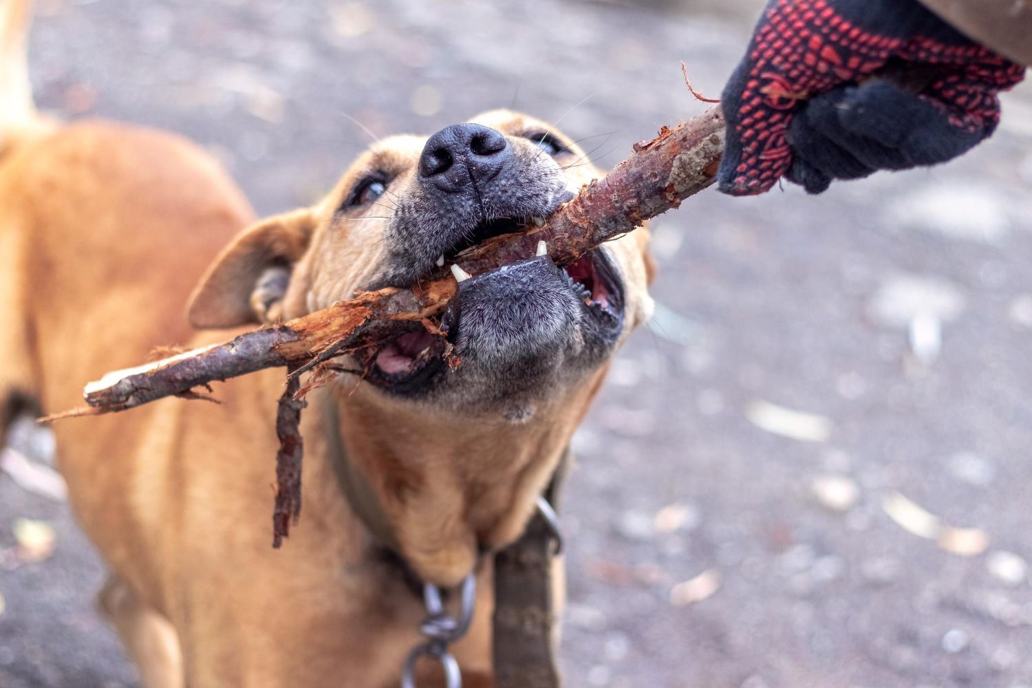 A dog is eating a stick from a person 's hand.