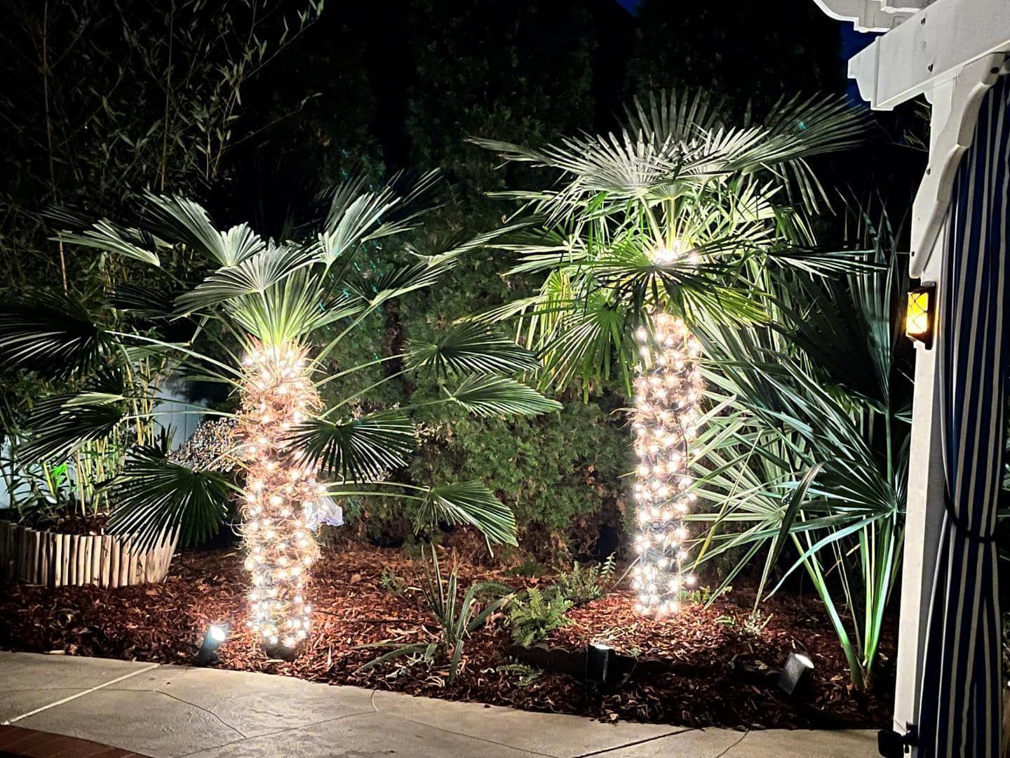 Two palm trees with fairy lights, illuminated at night in a garden.