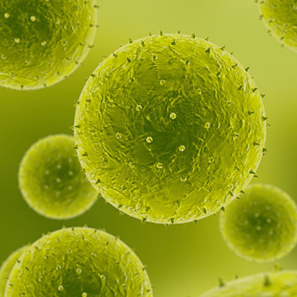 Pollen — Orem, UT — Bergmann Heating & Air Conditioning