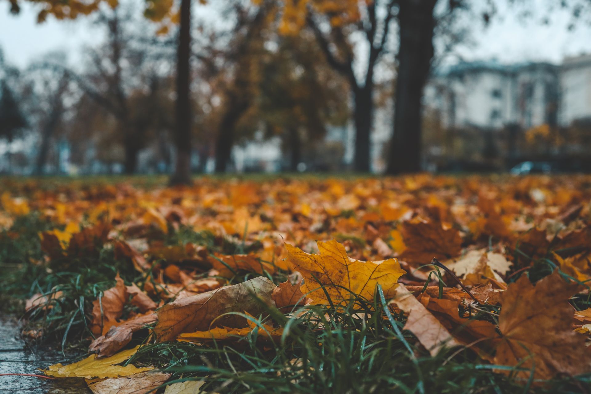Fallen autumn leaves on grass by a sidewalk in a park, with trees and buildings in the background.