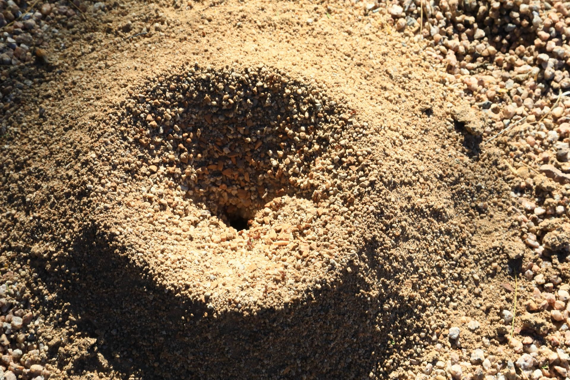 Fire Ant Treatment La Porte, TX Coastal Exterminating