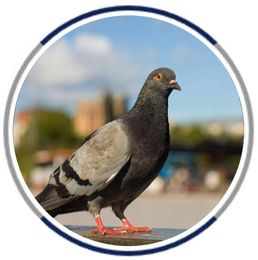 pigeon products