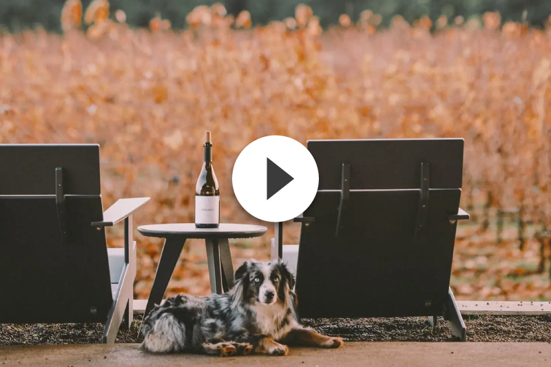 A dog is laying next to a table with a bottle of wine on it.