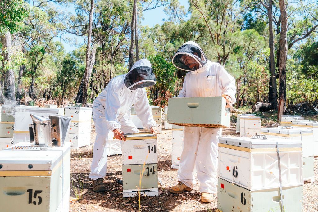 Our beekeeping moving hives in the Jarrah Forrest