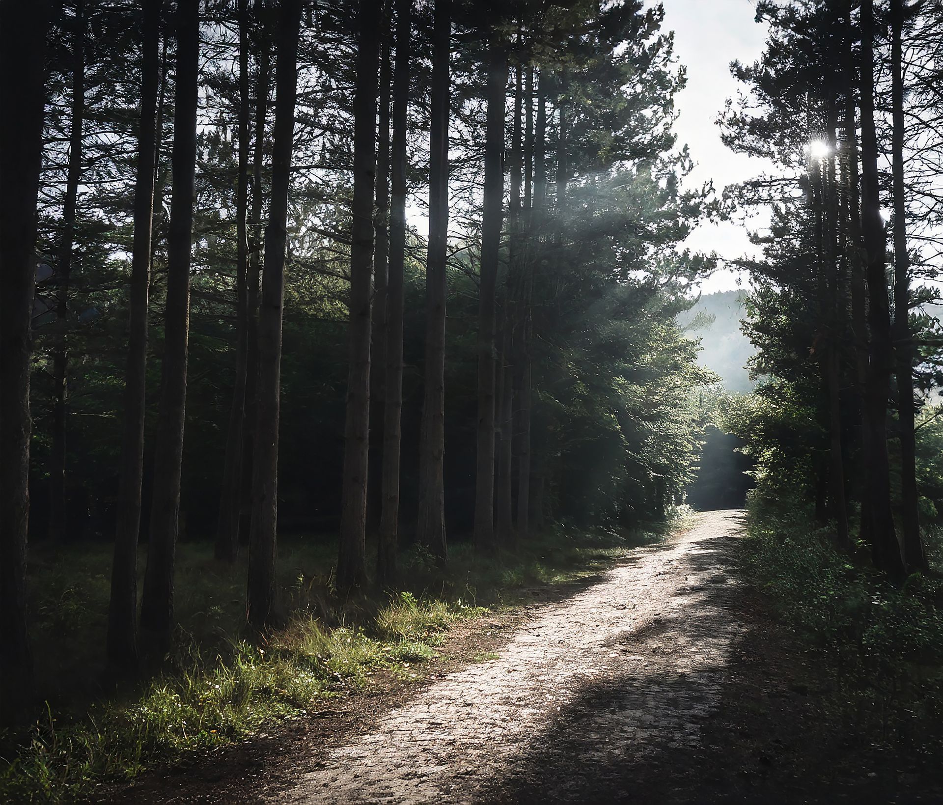 Forest path symbolizing the journey toward healing and personal growth at Restored Therapy in Brentwood, CA