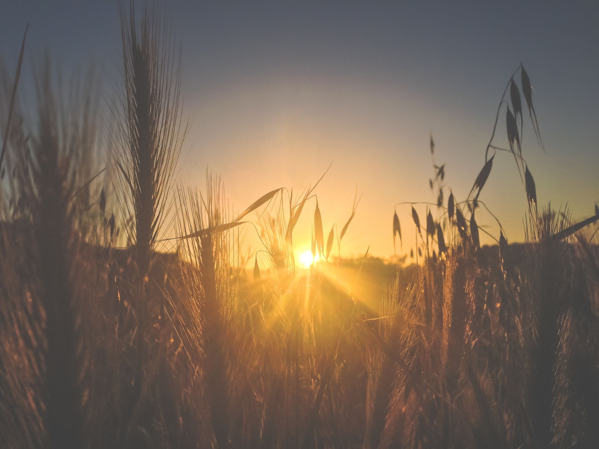 Wheat field symbolizing growth and healing in sexual addiction recovery therapy
