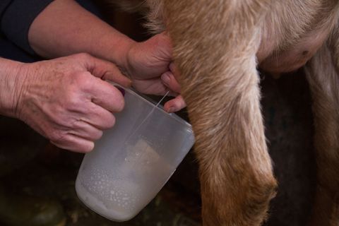 Sue milking one of her goats at her home in Coverack Bridges, Cornwall. April 2015.