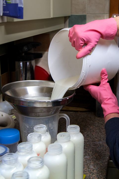 Sue tips the fresh goats milk into bottles ready for storage (in this case, it is to feed to the kids rather than for human consumption). Coverack Bridges, Cornwall. April 2015.