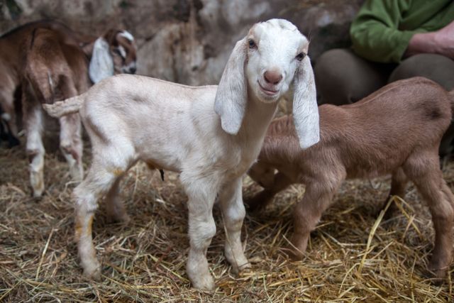 A litter of kids from Sue's goats in 2015. Boscadjack Farm, Coverack Bridges. April 2015.