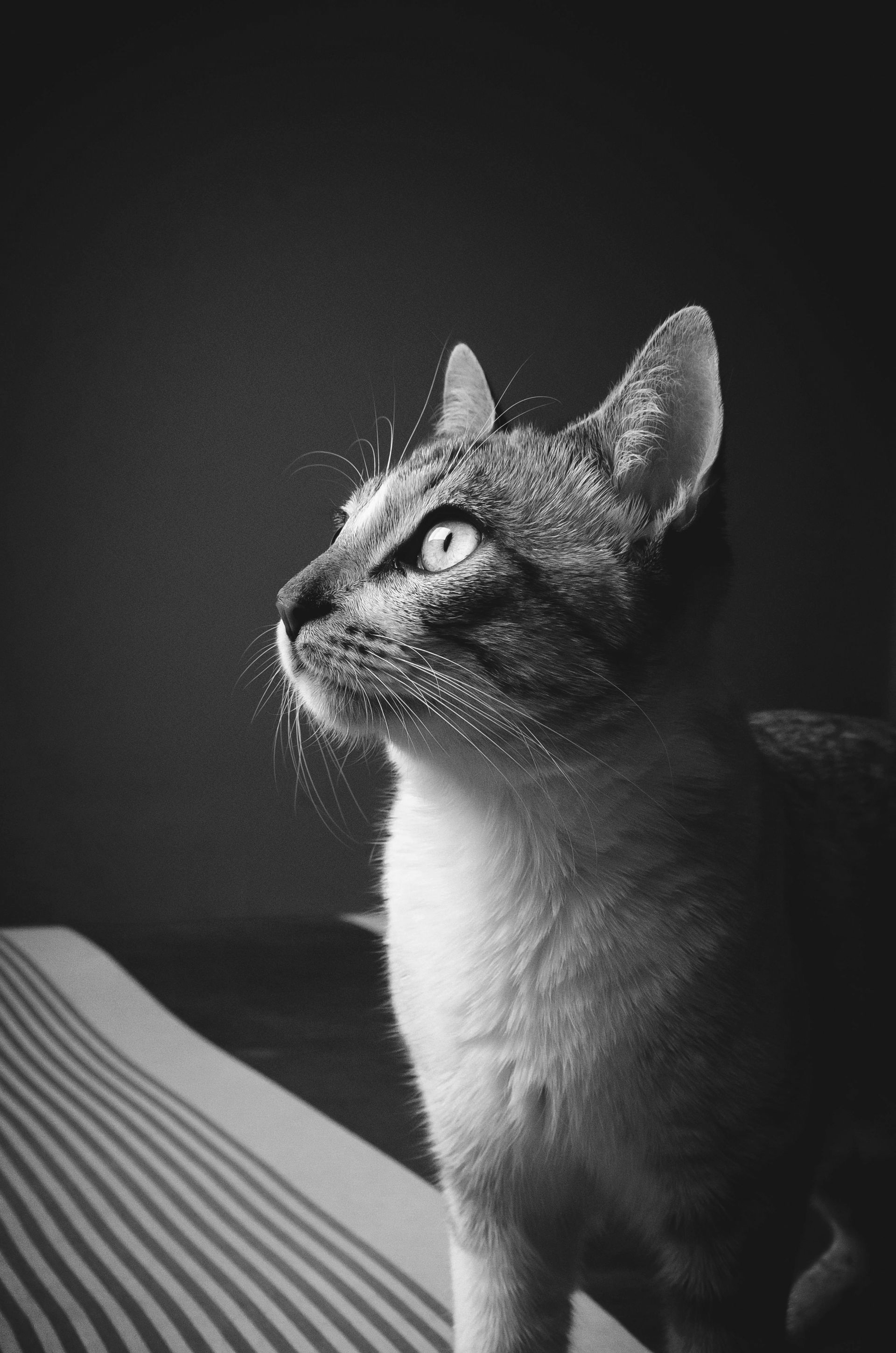 Black and white photo of a tabby cat looking upwards with focused eyes. Stands on striped fabric against a dark background.