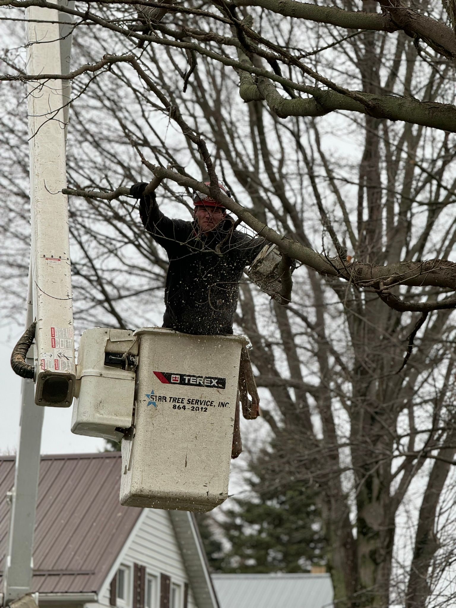 Tree trimming - Erie, PA | Star Tree Service Inc. 
